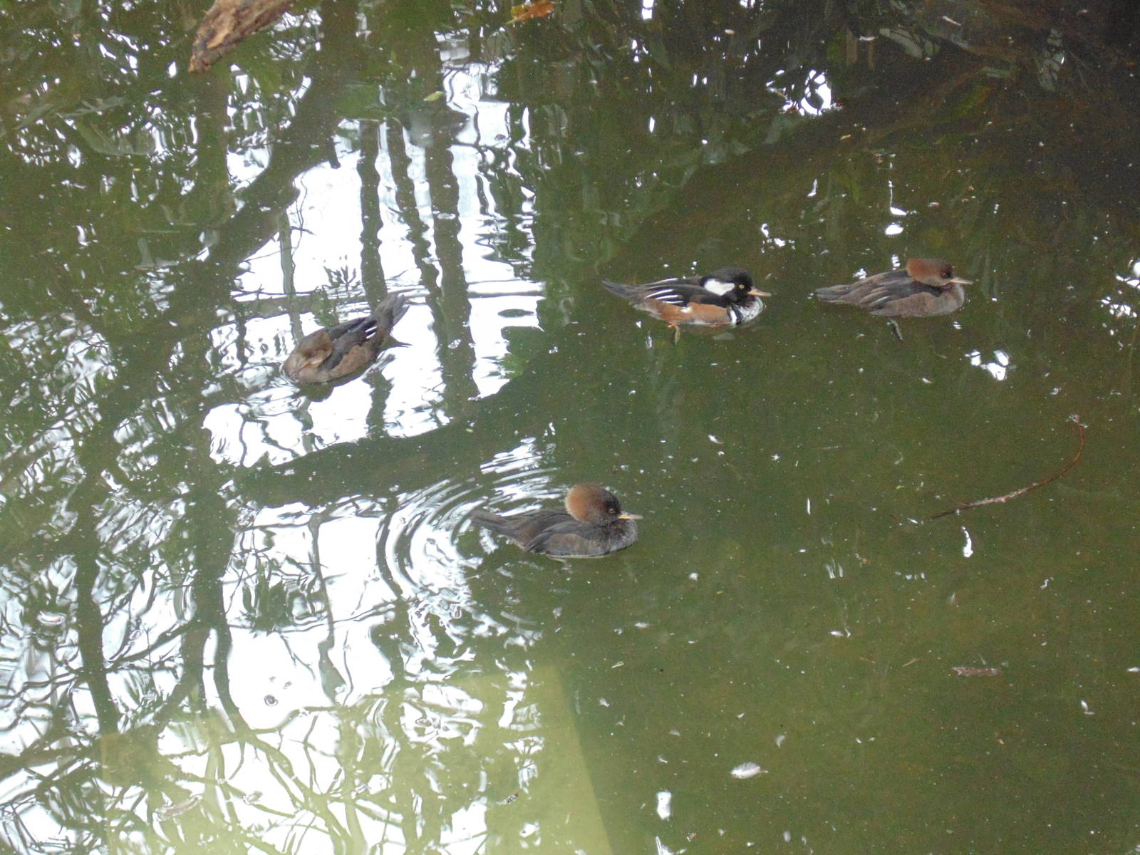 Hooded Mergansers