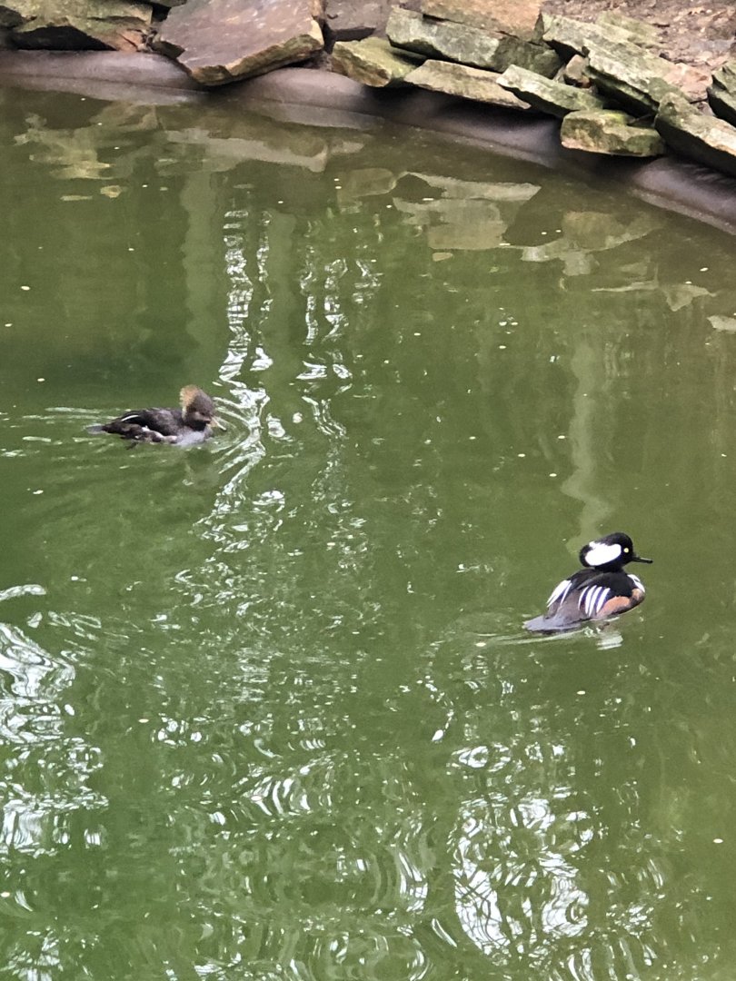 Hooded Mergansers