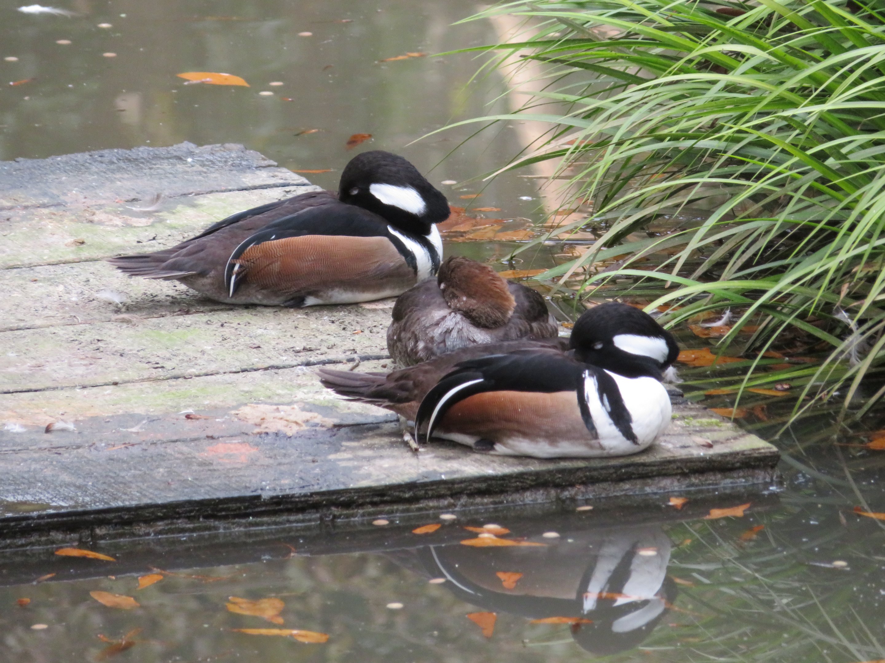 Hooded Mergansers