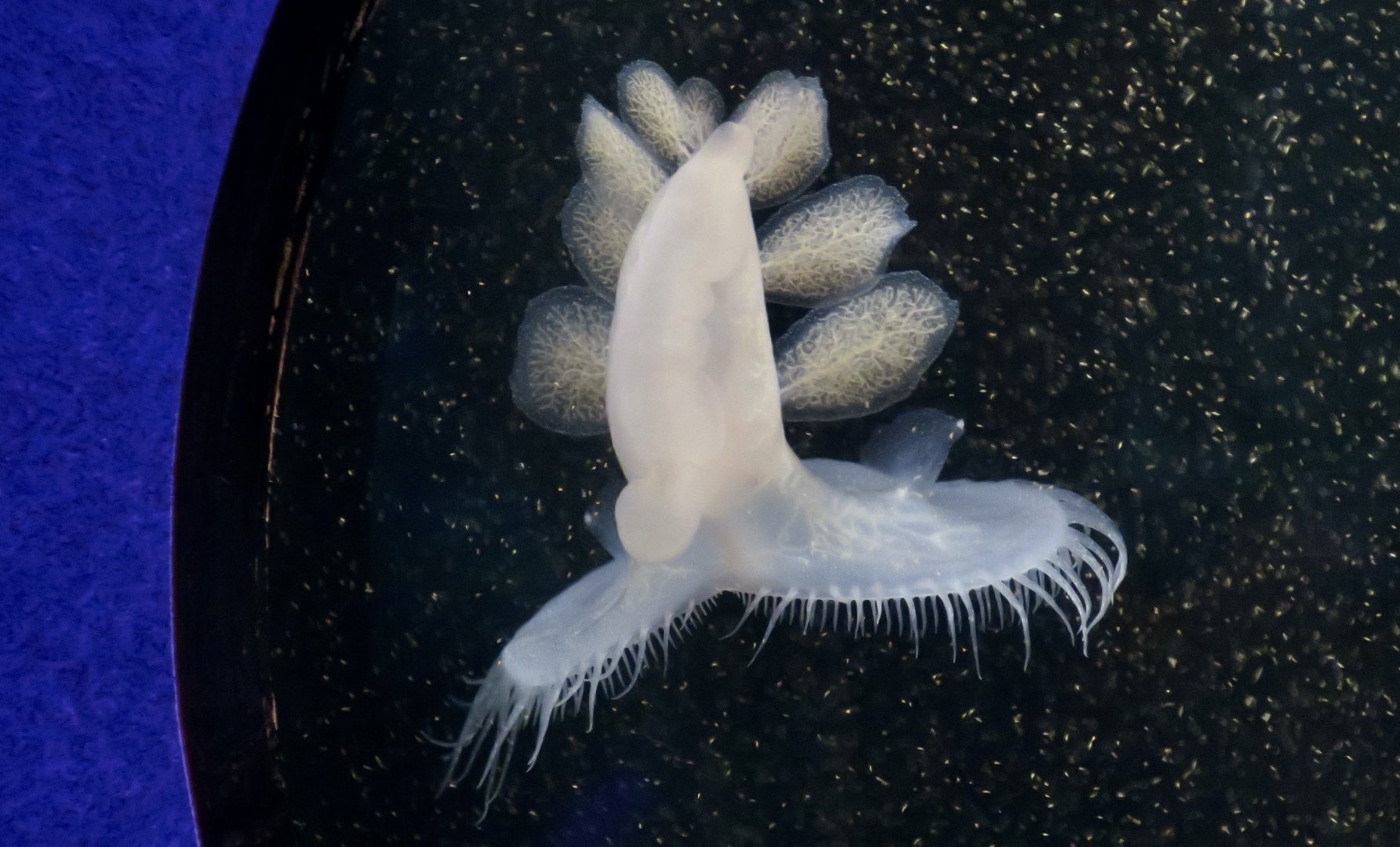 Hooded Nudibranch (Melibe leonina)