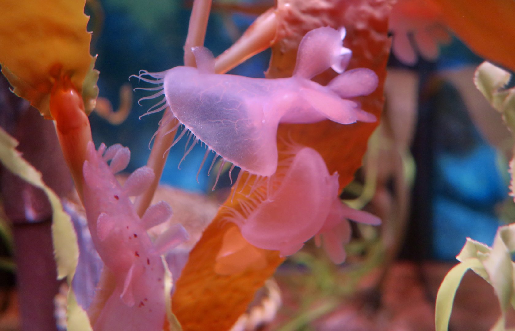 Hooded Nudibranch (Melibe leonina)