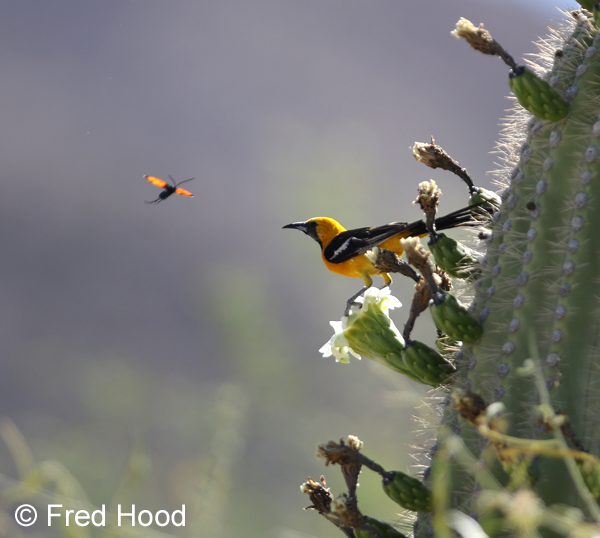 hooded oriole and tarantula hawk