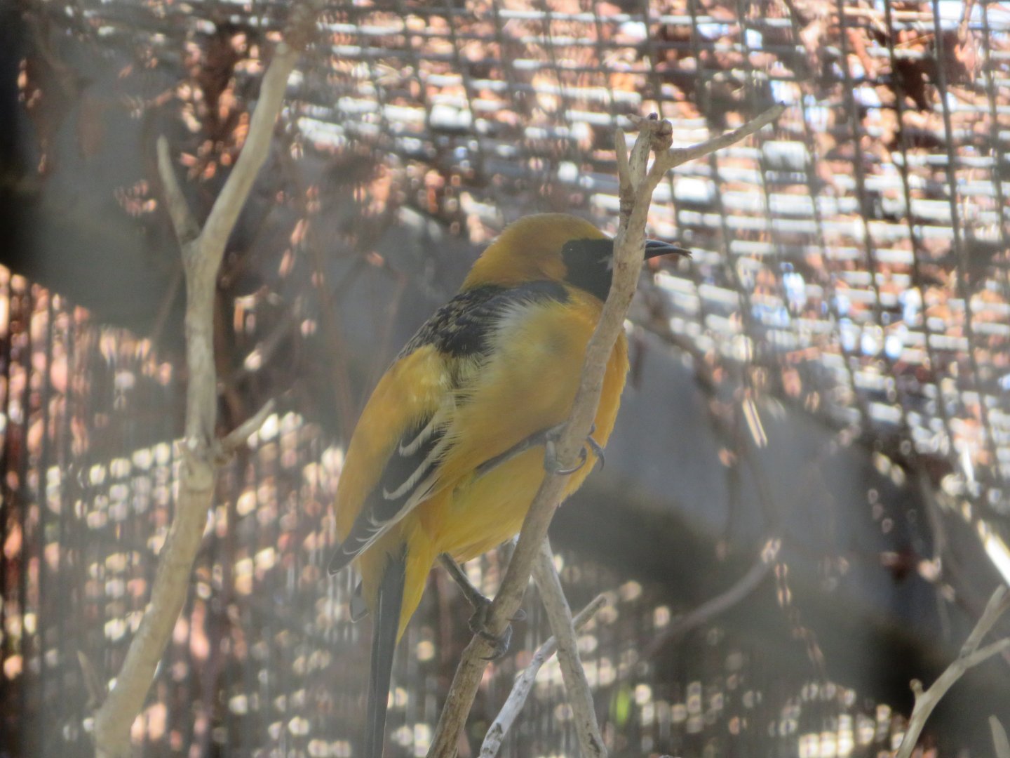 Hooded Oriole (Captive)