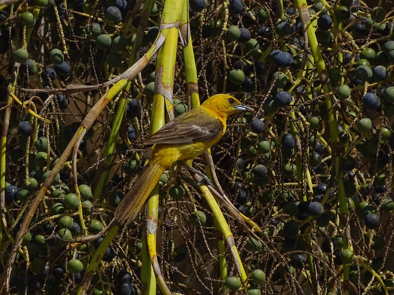 Hooded oriole female (Icterus cucullatus)