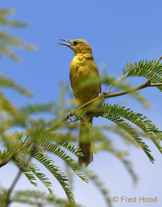 hooded oriole (female)