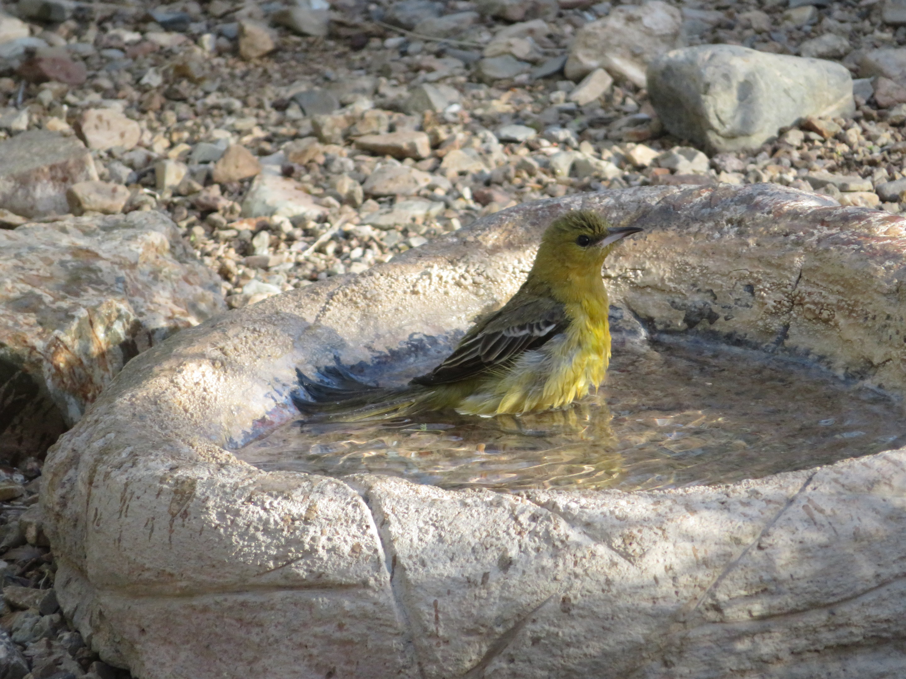 Hooded Oriole (Female)