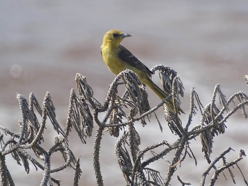 Hooded oriole (Icterus cucullatus) female
