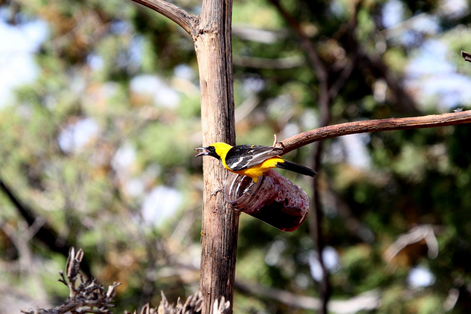 Hooded Oriole (Icterus cucullatus)