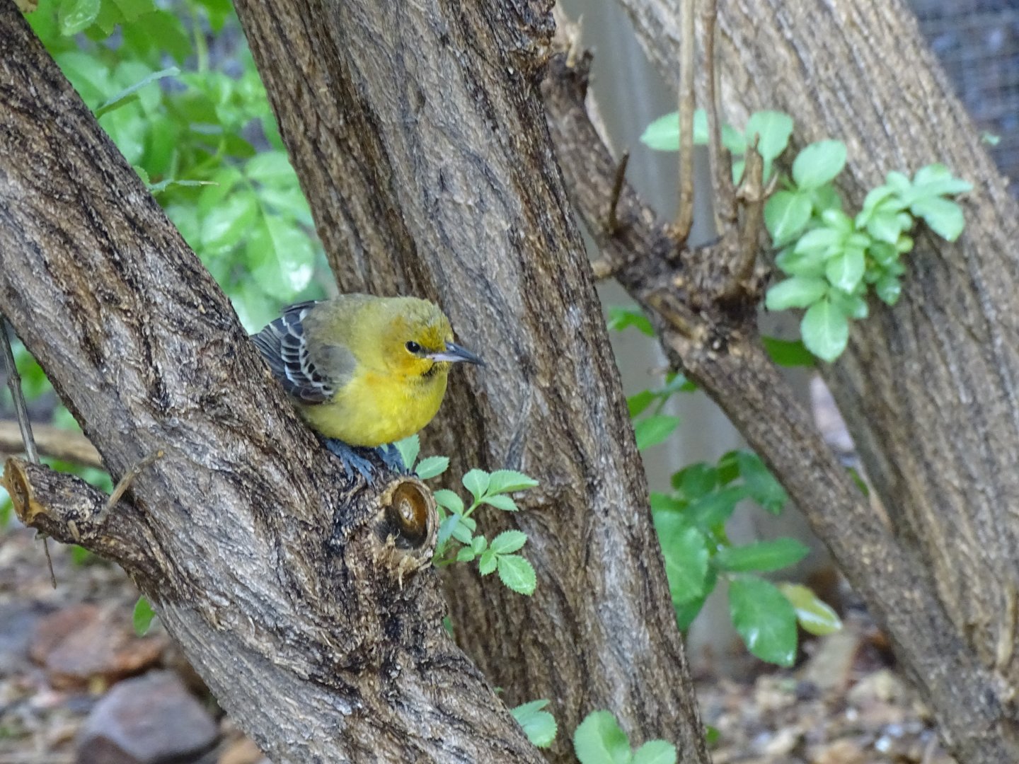 Hooded oriole (Icterus cucullatus)