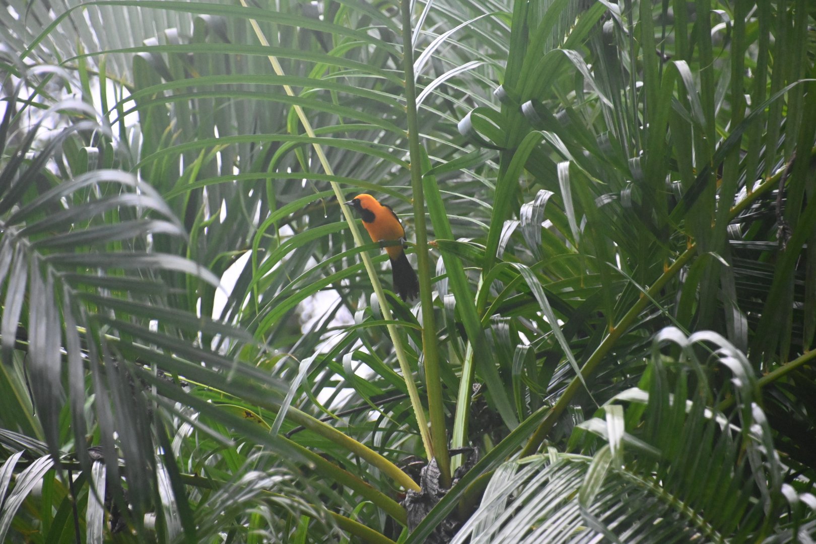 hooded oriole (Icterus cucullatus)