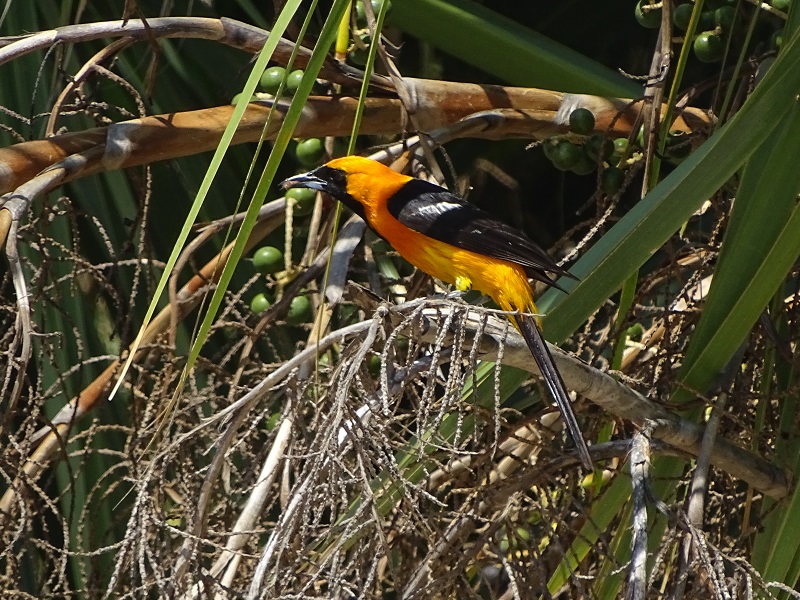 Hooded oriole male (Icterus cucullatus)