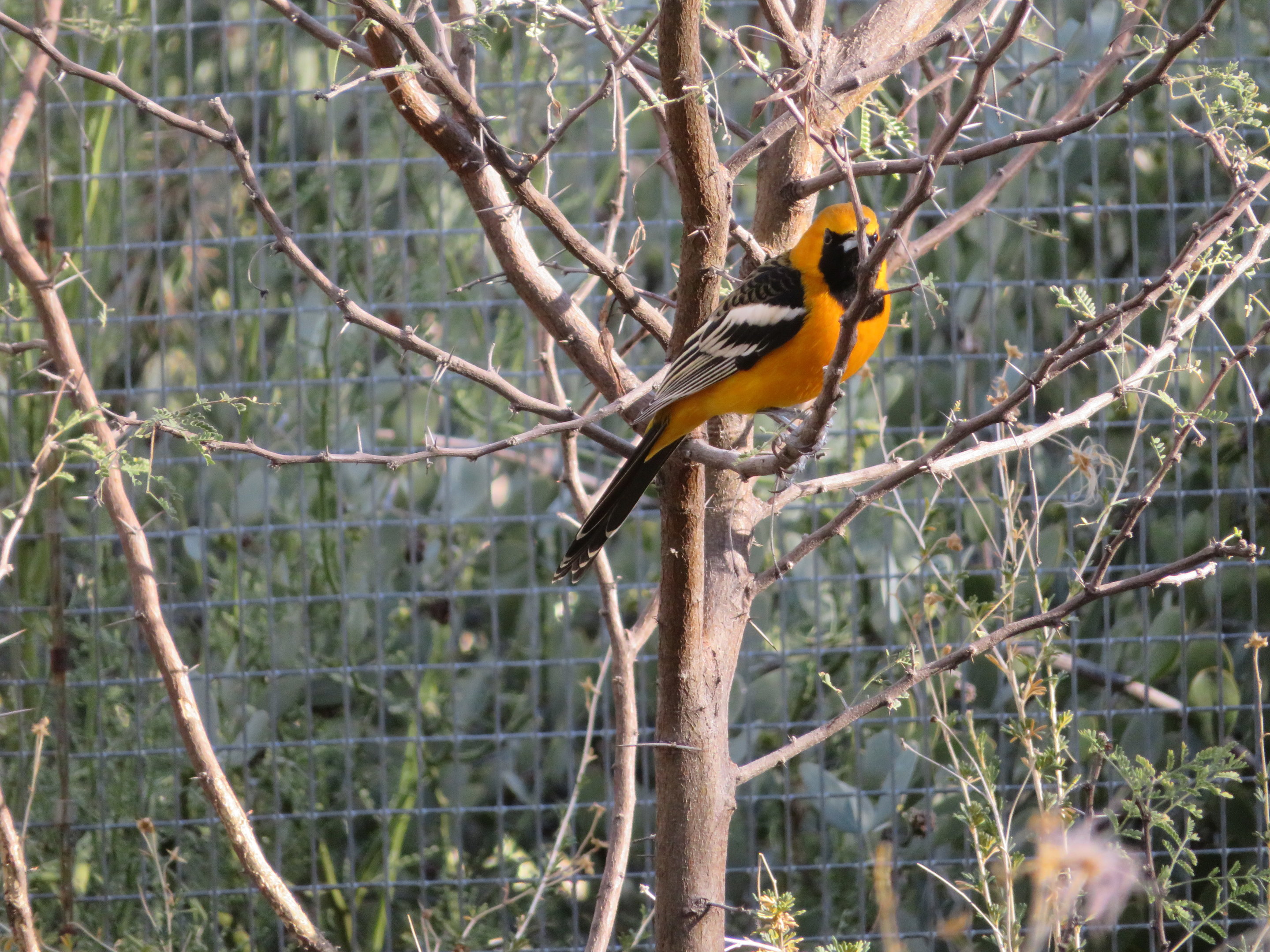 Hooded Oriole (Male)