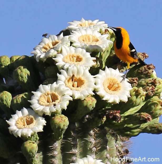 Hooded Oriole on Saguaro Blossoms