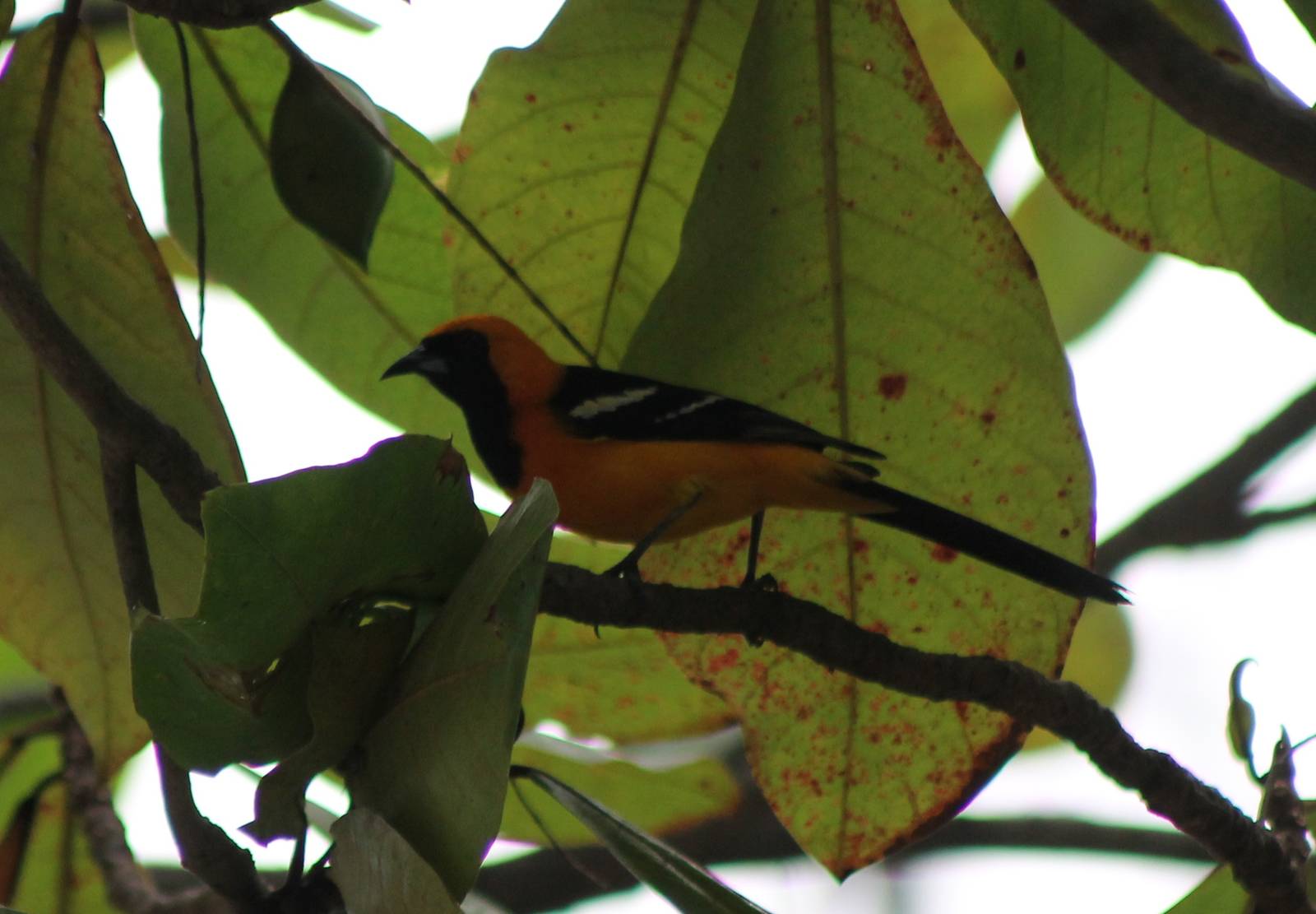 Hooded oriole