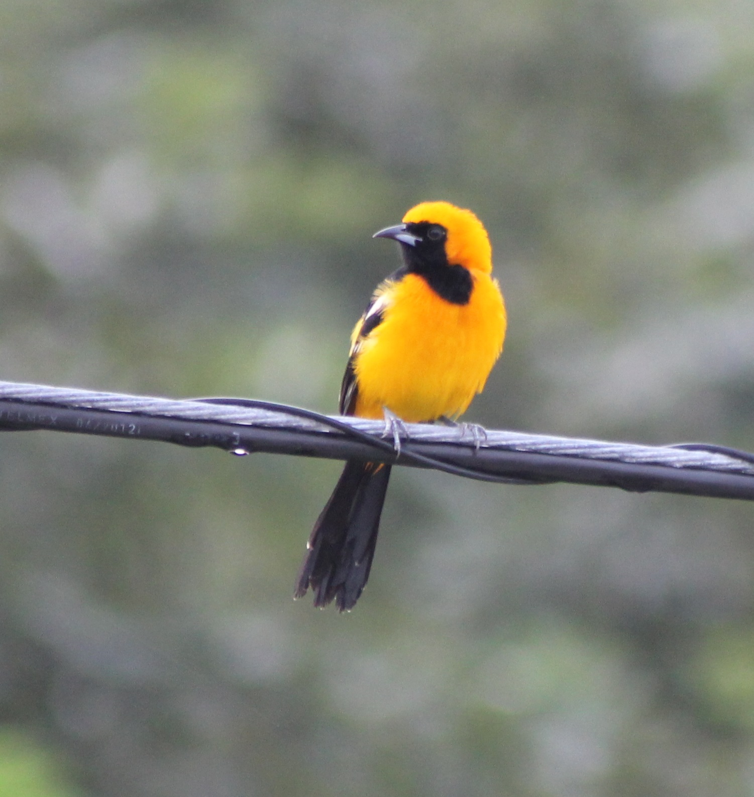 Hooded oriole