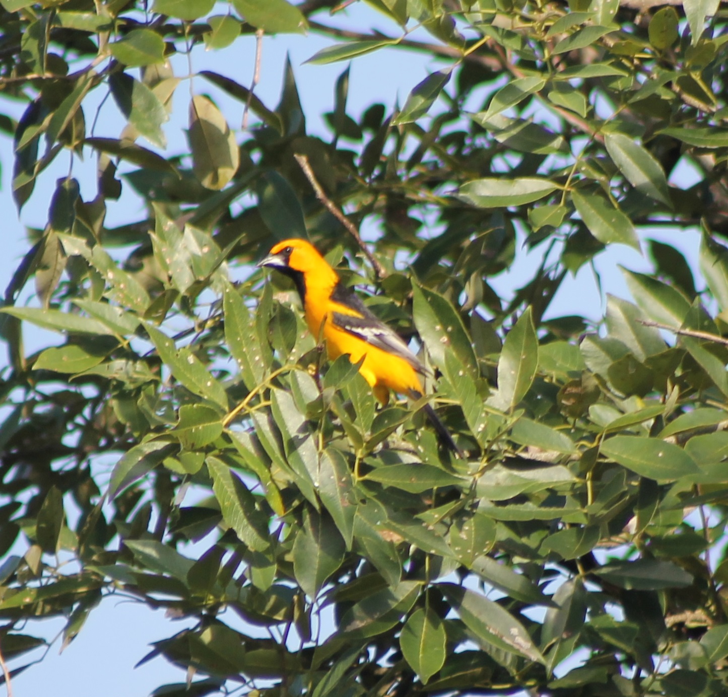 Hooded oriole
