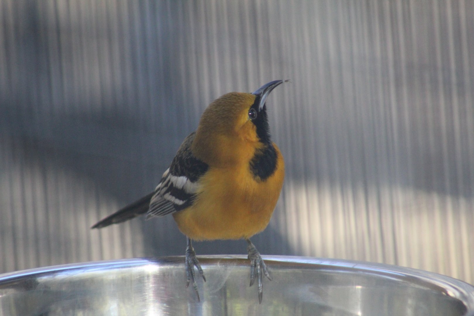 Hooded Oriole