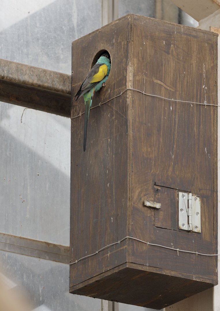 Hooded parakeet at the nest box