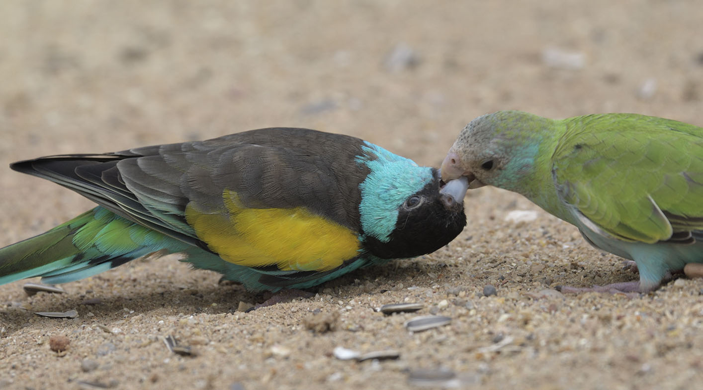 Hooded parakeet courtship feeding
