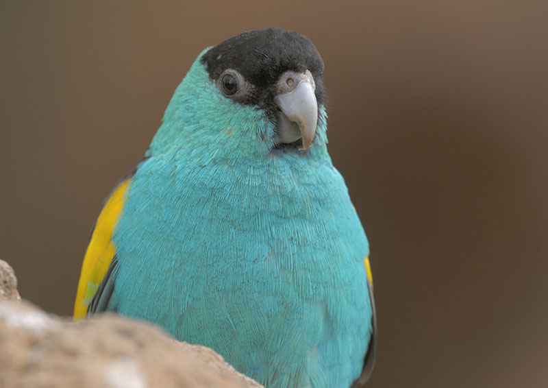 Hooded parakeet
