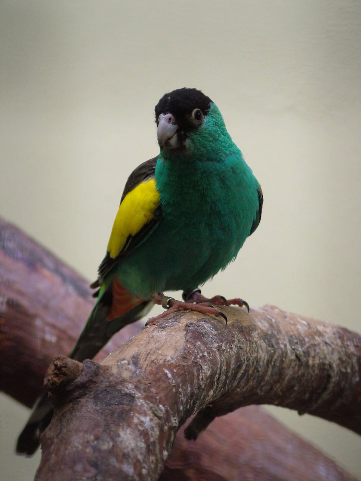 Hooded Parrot at Burgers Zoo Arnhem, 29/08/10