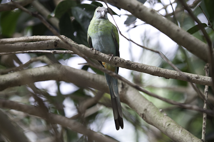 Hooded Parrot Female