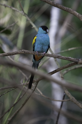 Hooded Parrot male