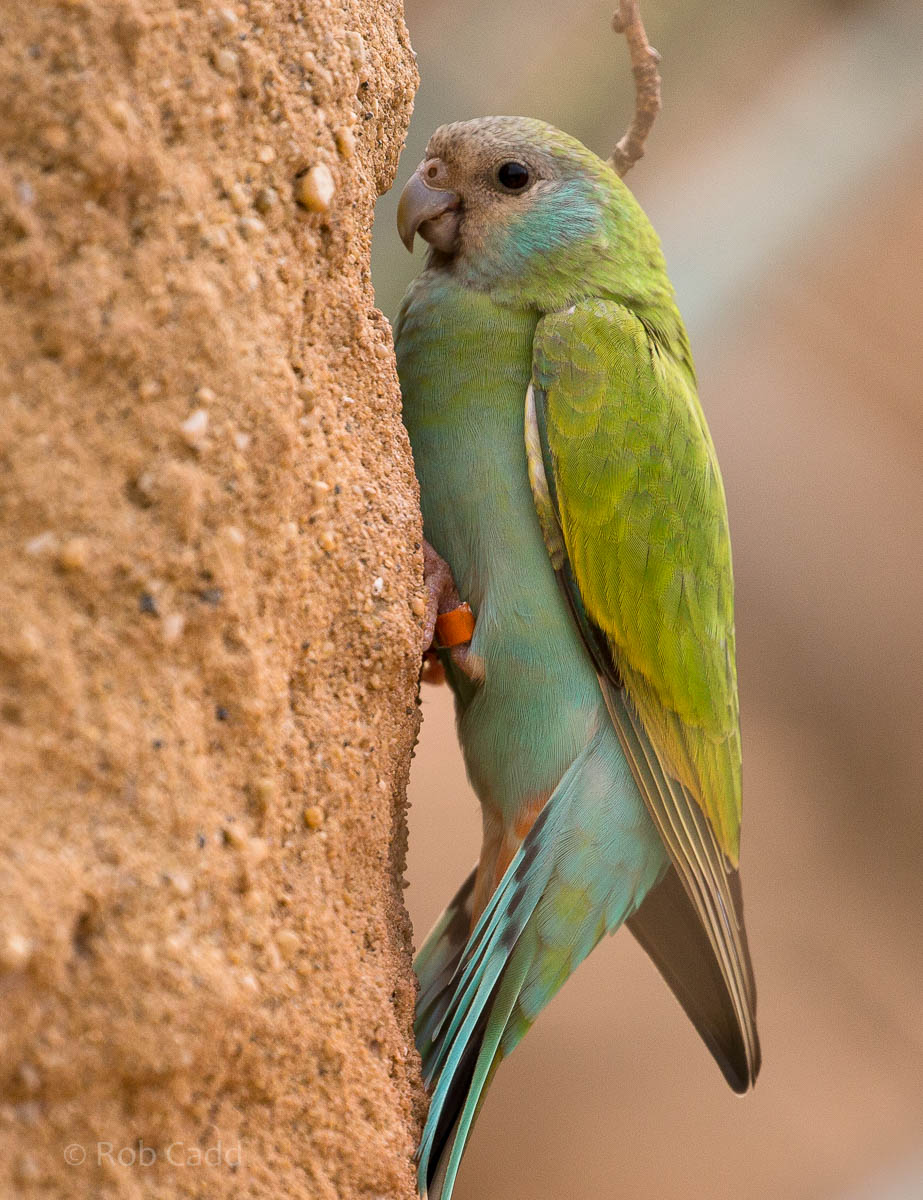 Hooded parrot : Paignton : 23 Sep 2015