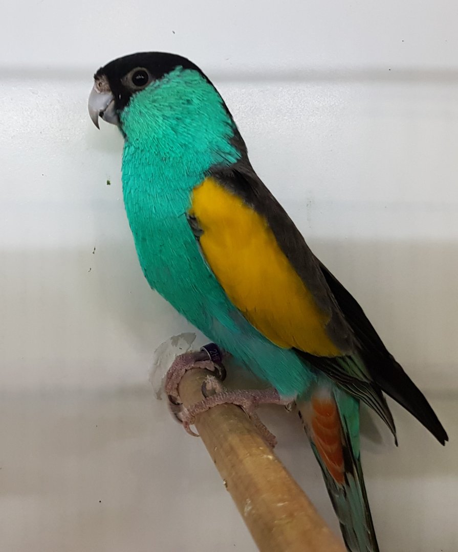 Hooded parrot - Psephotellus dissimilis