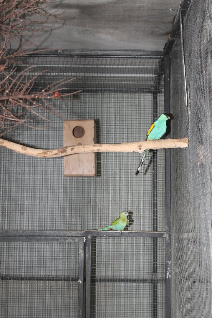 Hooded Parrot (Psephotellus dissimilis)