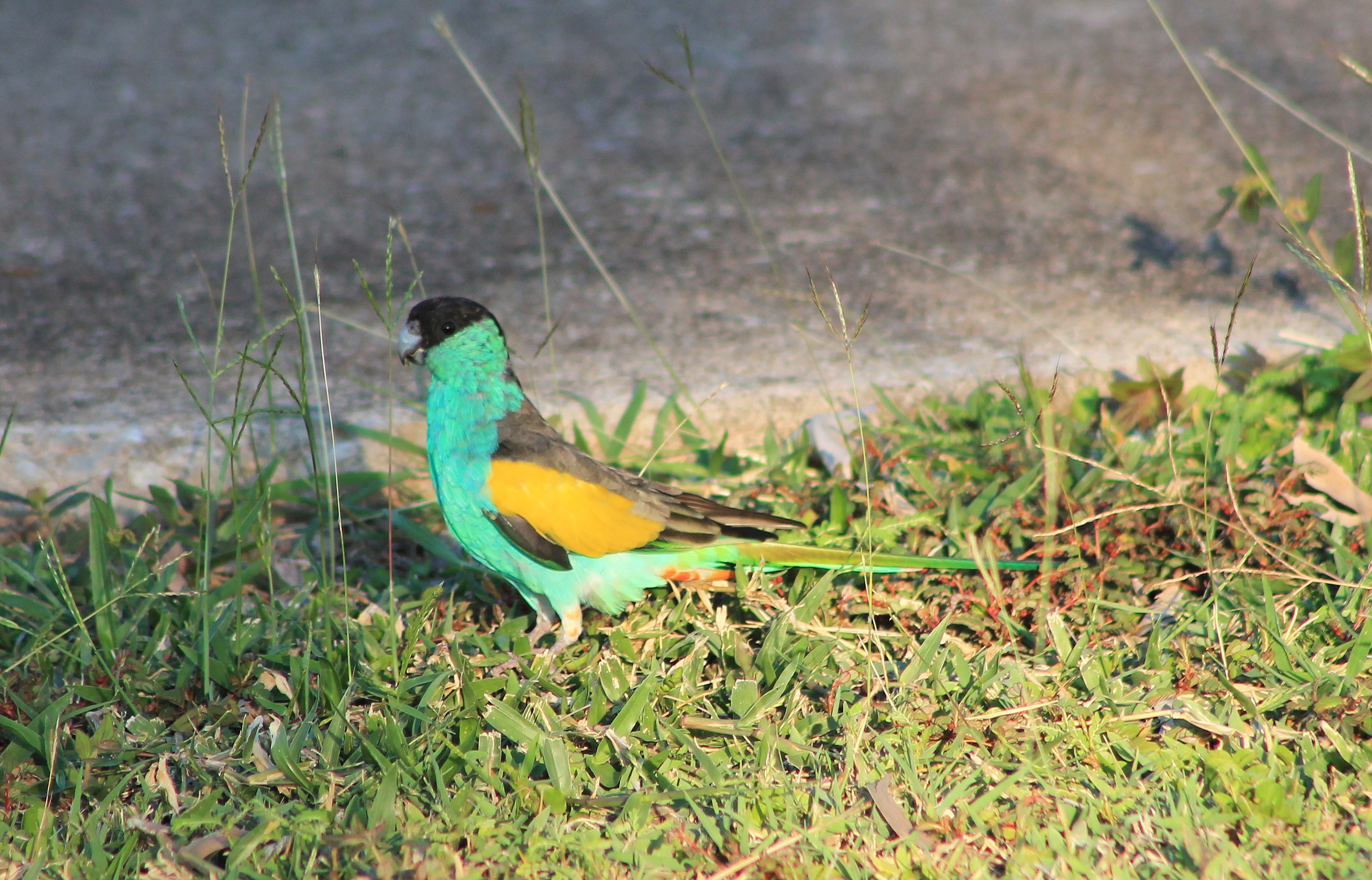 Hooded Parrot (Psephotellus dissimilis)
