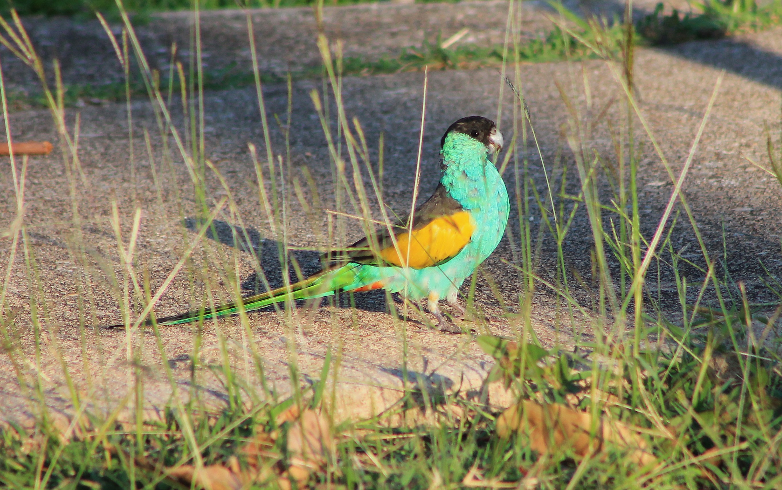 Hooded Parrot (Psephotellus dissimilis)