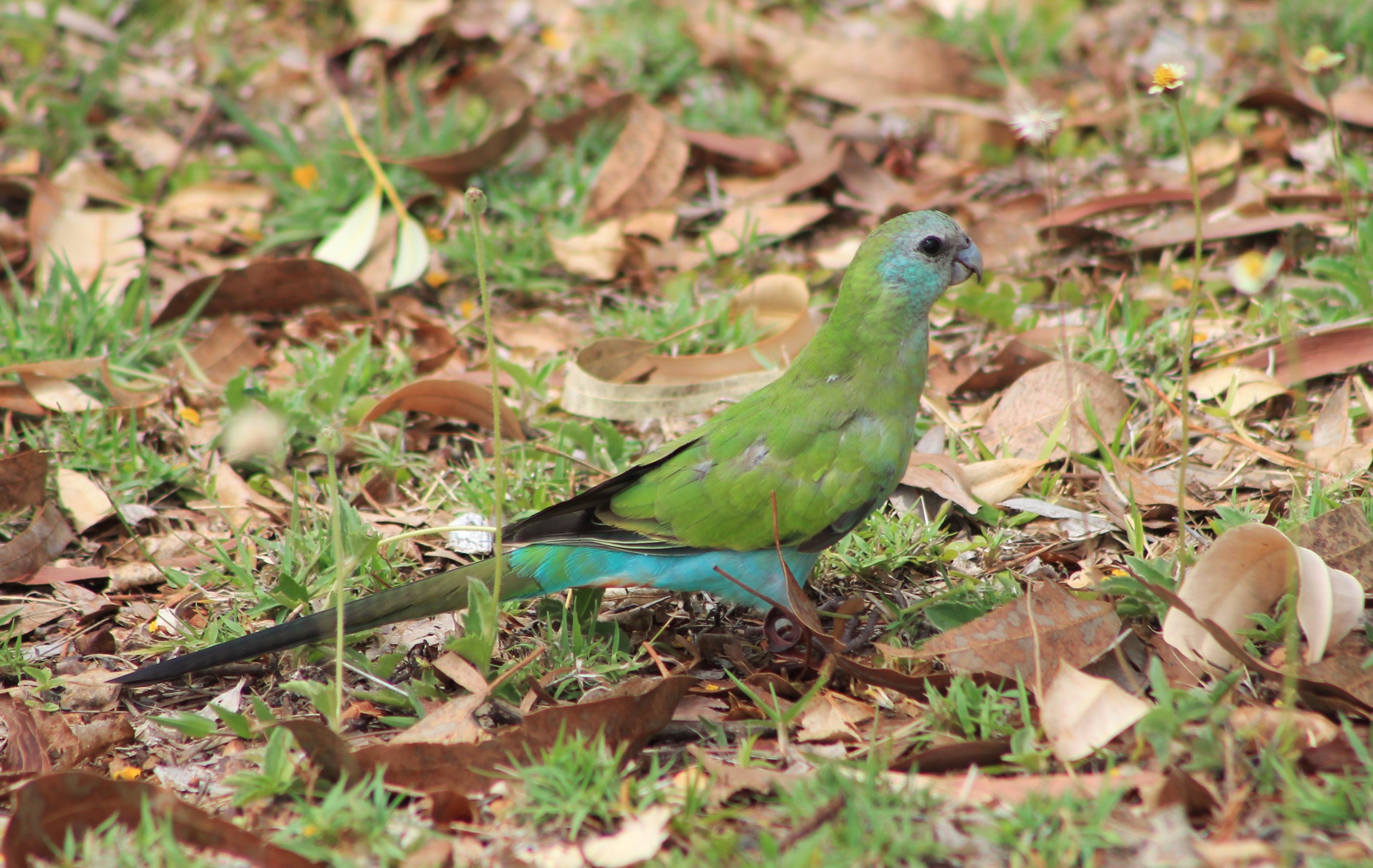 Hooded Parrot (Psephotellus dissimilis)