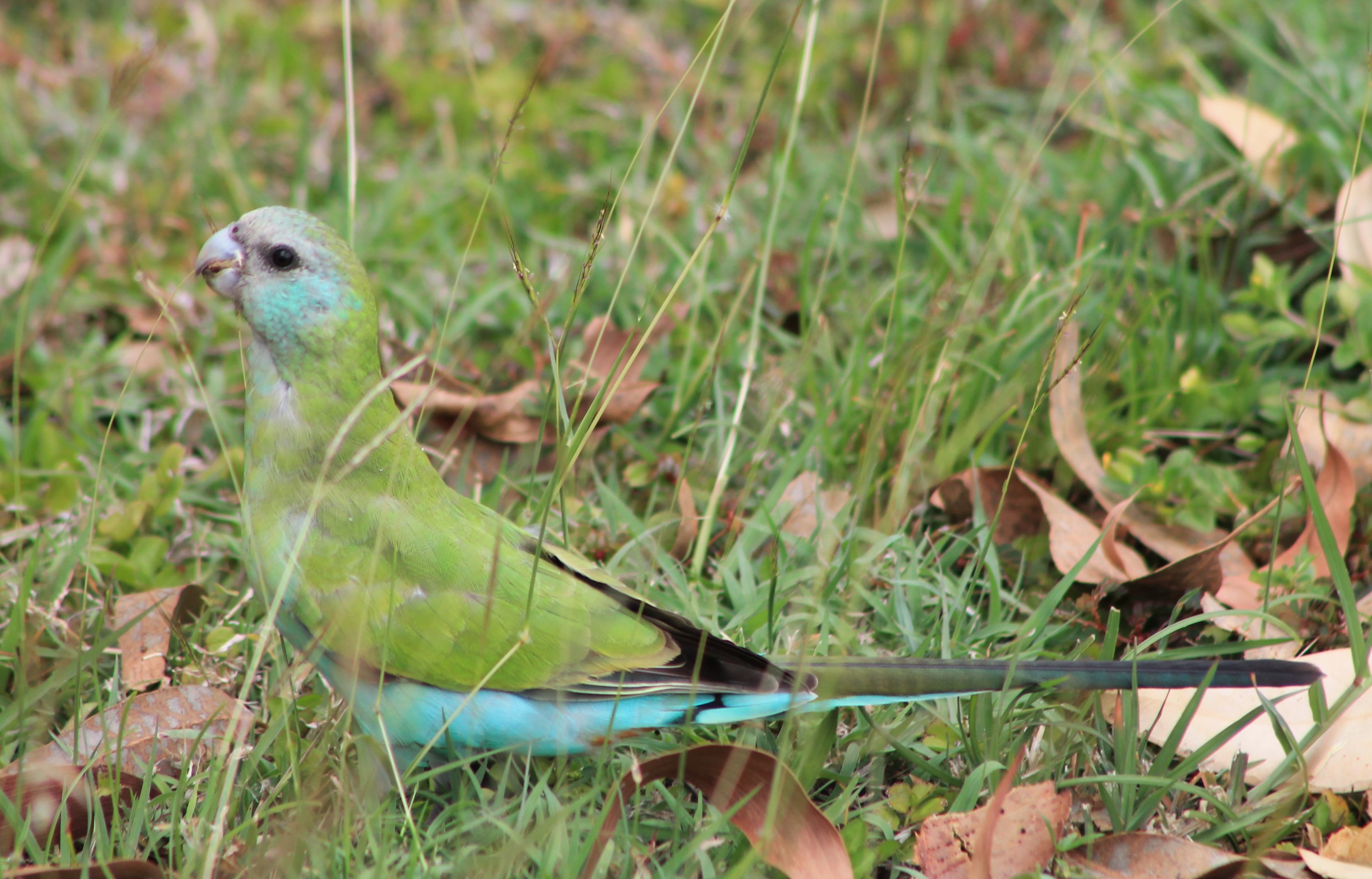 Hooded Parrot (Psephotellus dissimilis)