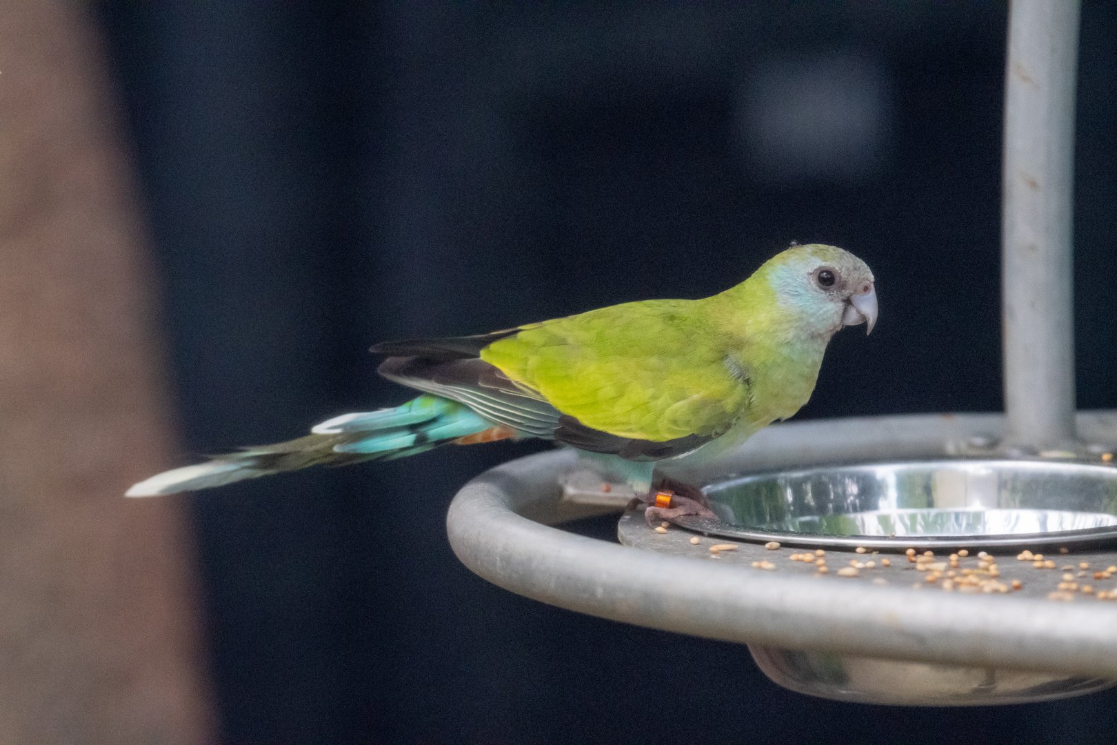 Hooded Parrot (Psephotus dissimilis)