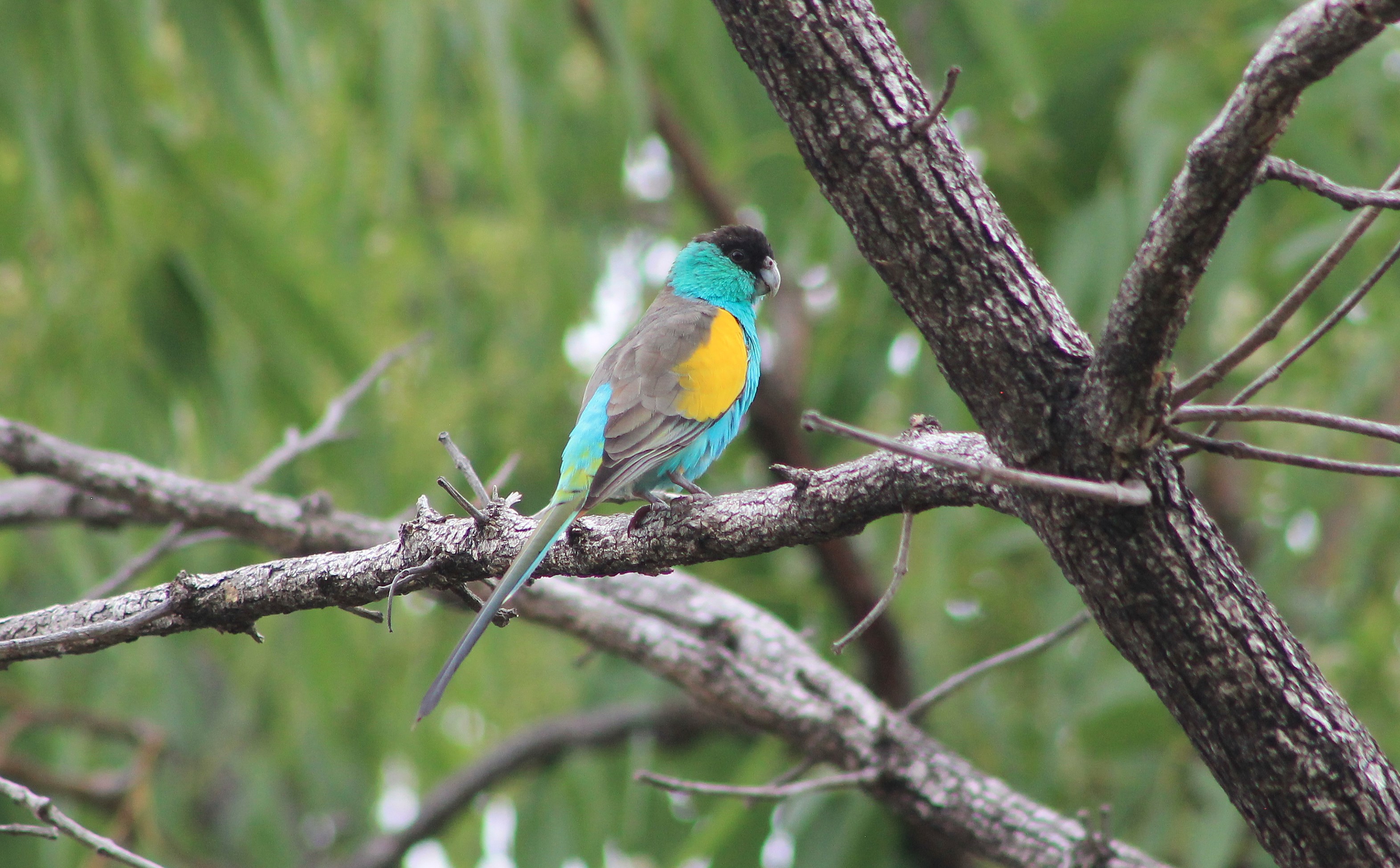 Hooded Parrot (Psephotus dissimilis)
