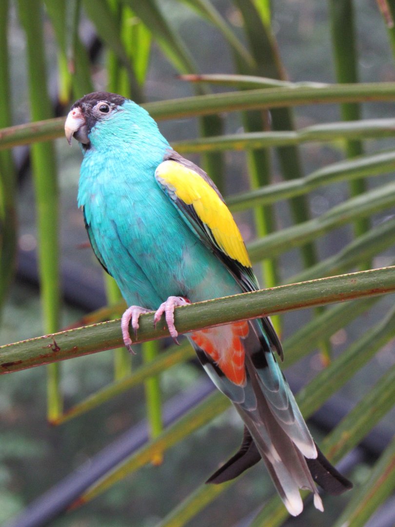 Hooded parrot