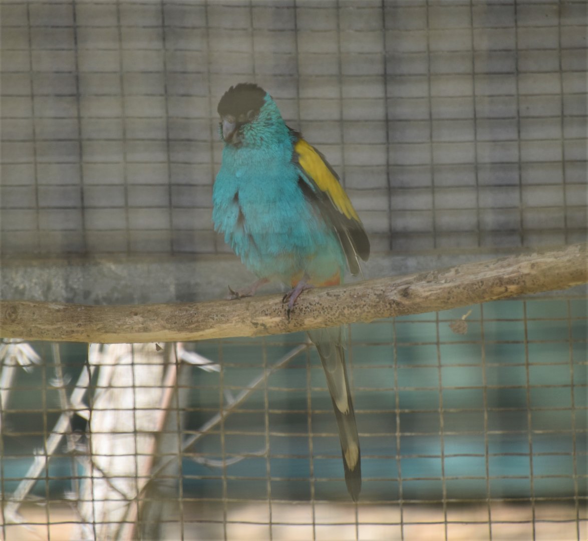 Hooded parrot