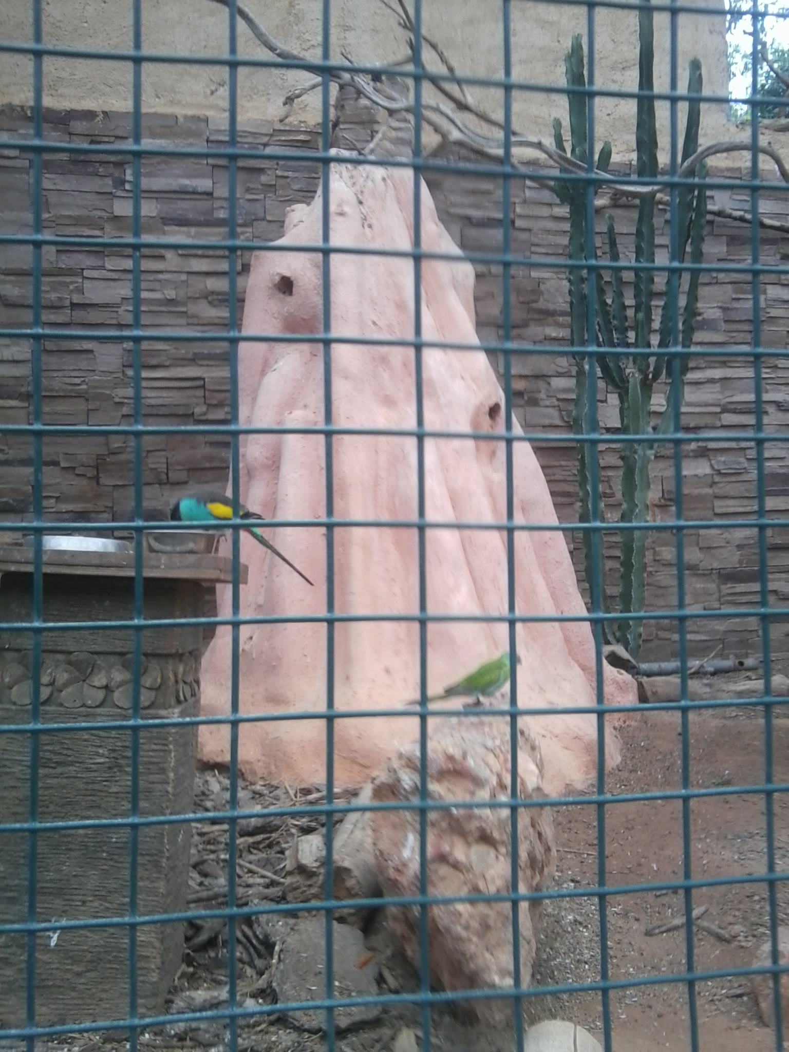 Hooded parrots exhibit