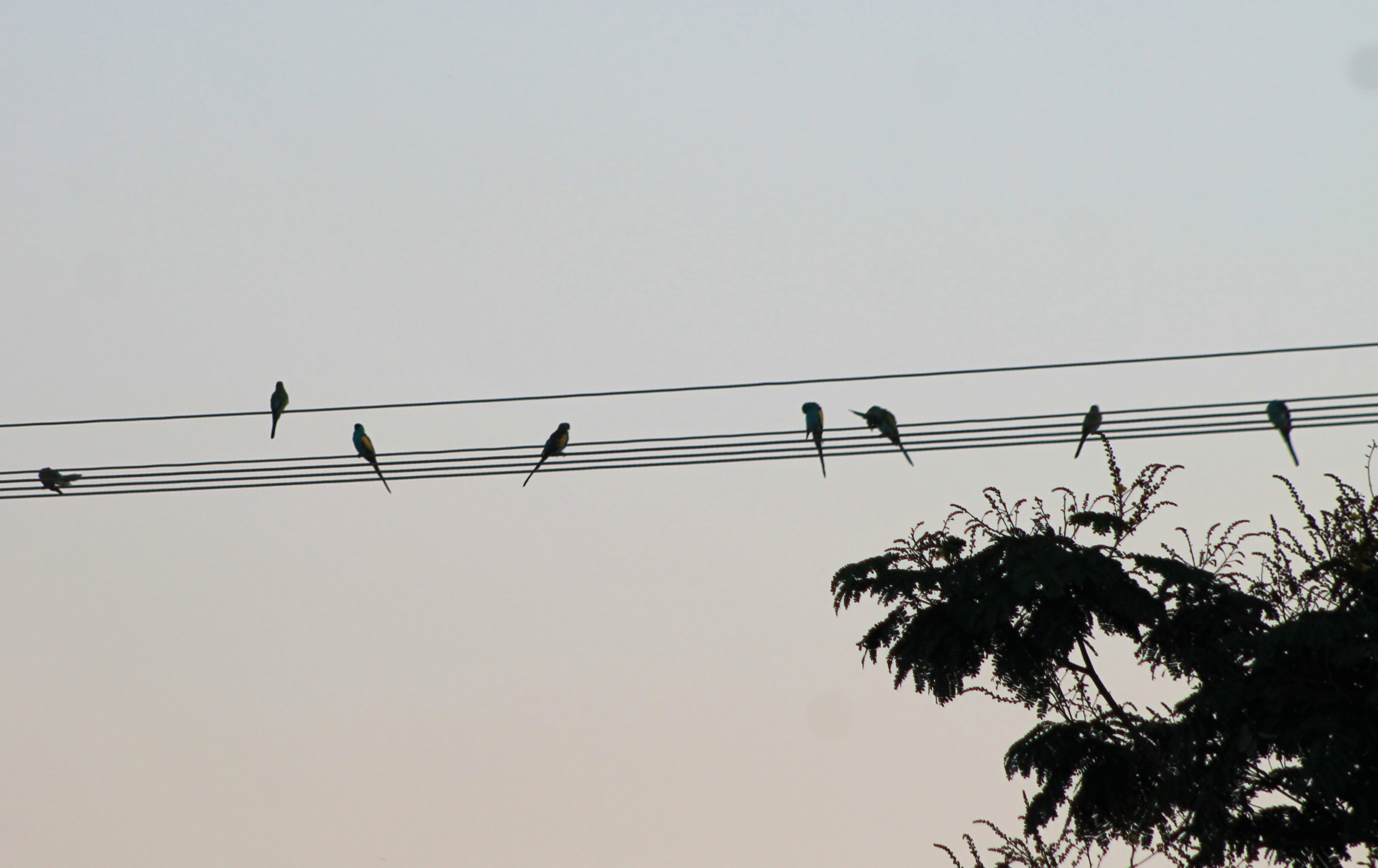 Hooded Parrots (Psephotellus dissimilis)