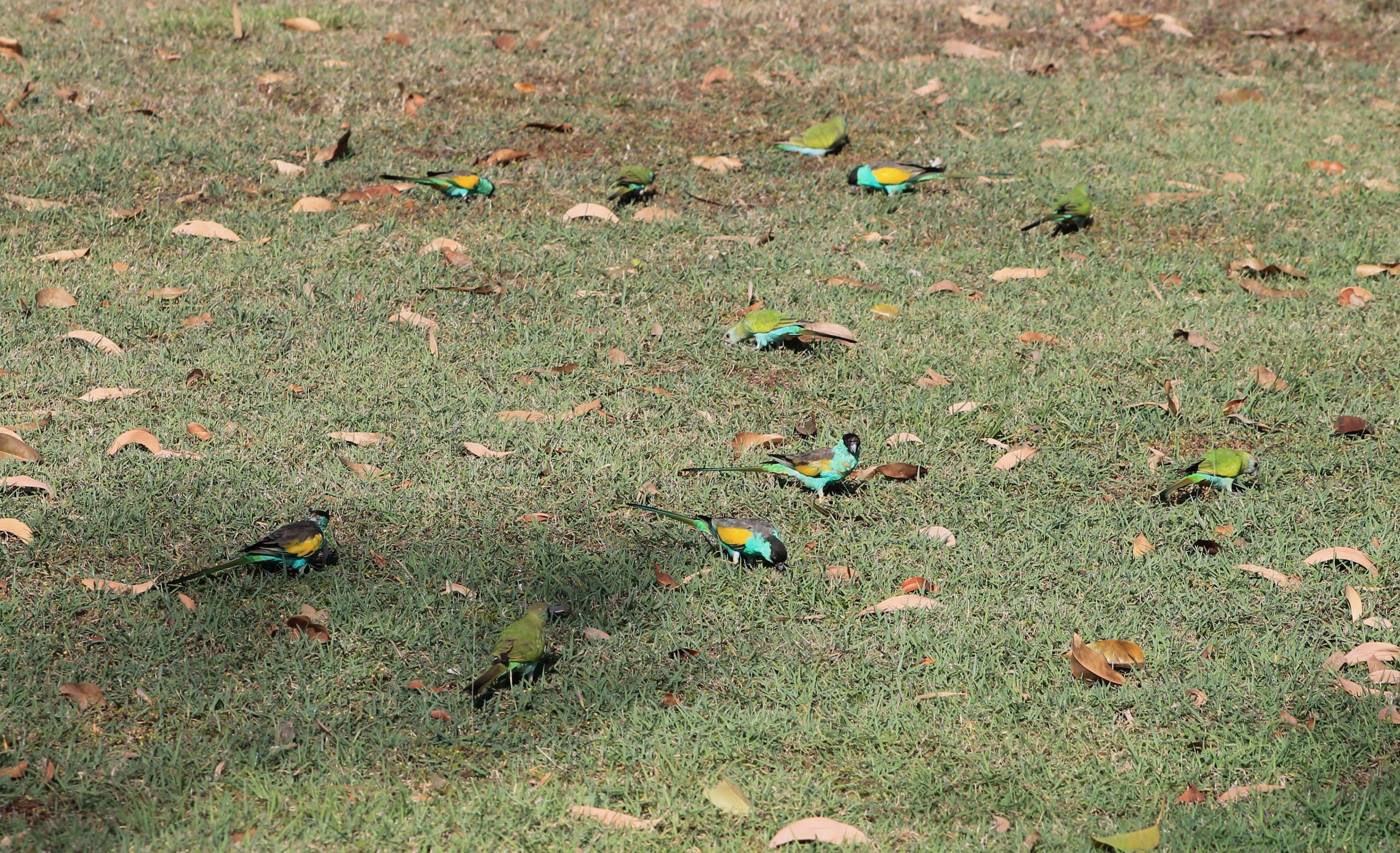 Hooded Parrots (Psephotellus dissimilis)