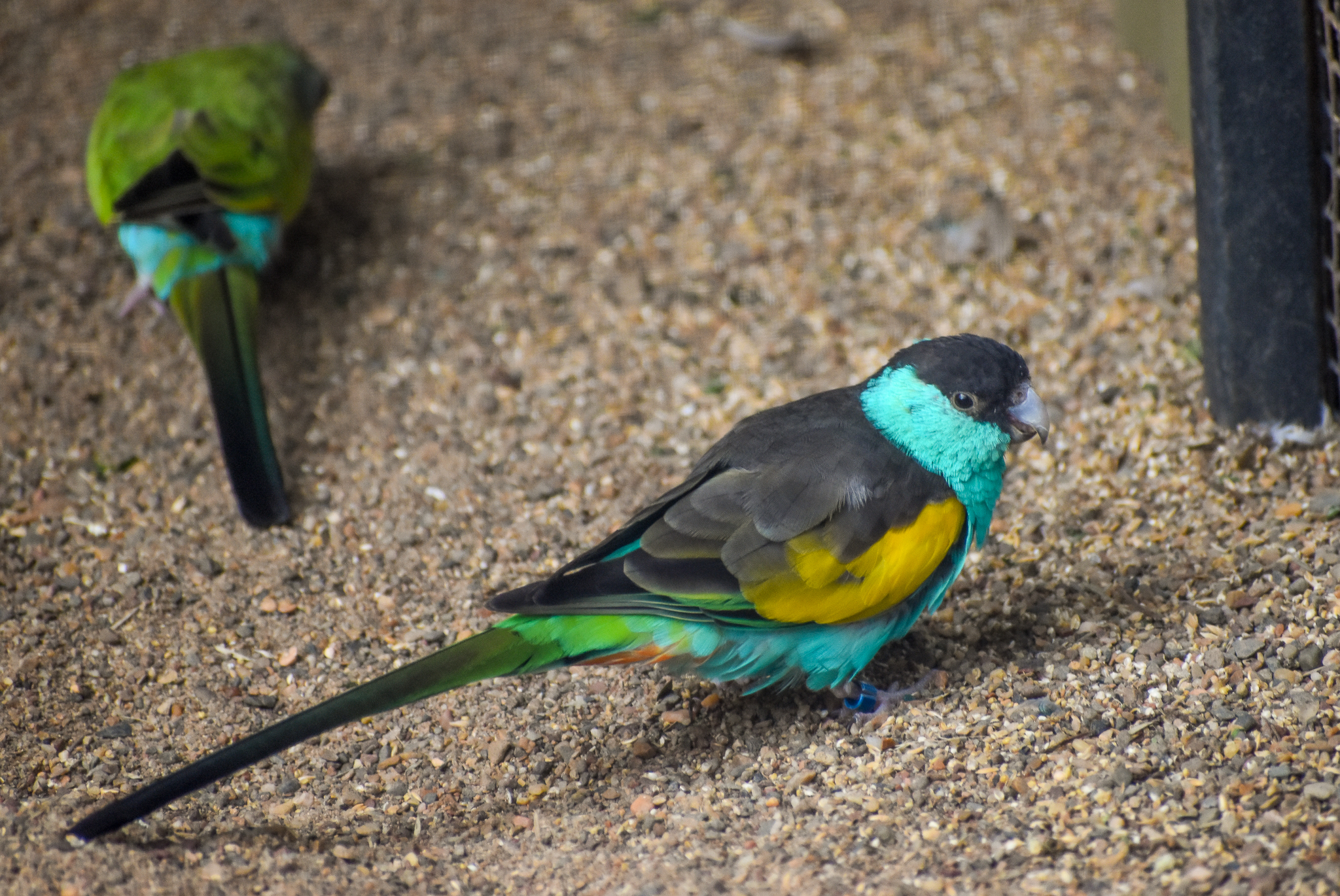 Hooded Parrots