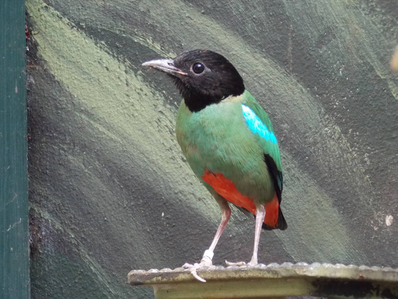 Hooded Pitta 18/5/13