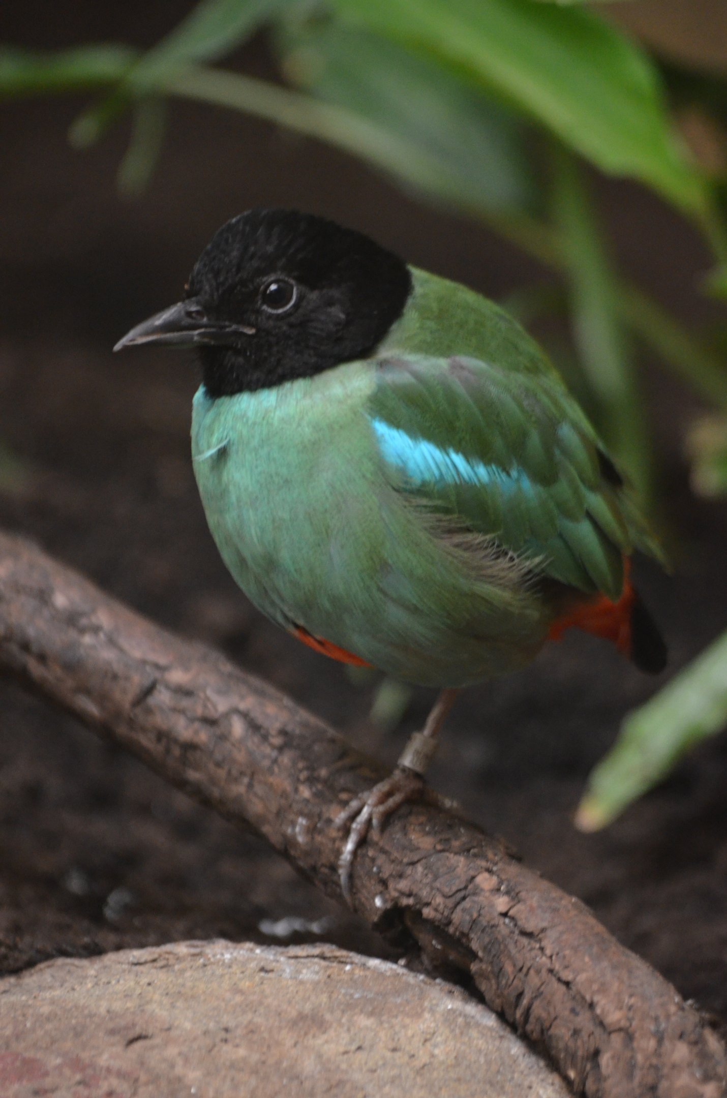 Hooded Pitta at Wuppertal, 16/06/19