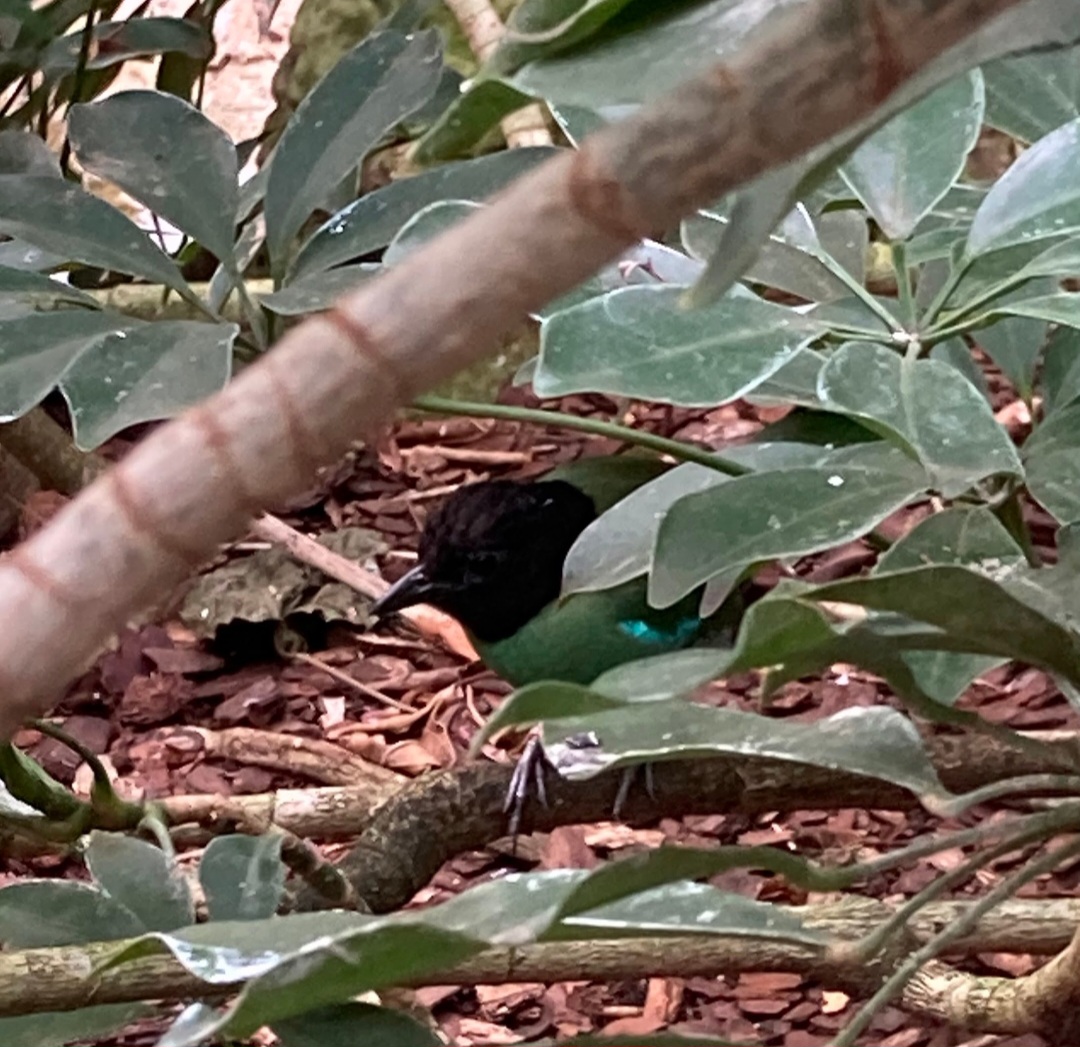 "Hooded Pitta" (didn't I read that it turned out to be a species complex?) (3/3/24)