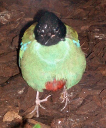 Hooded Pitta (Pitta sordida)