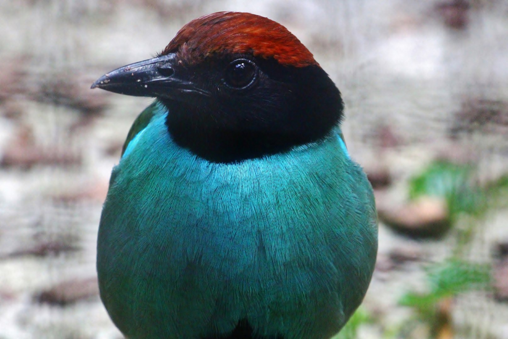 Hooded Pitta (Pitta sordida)