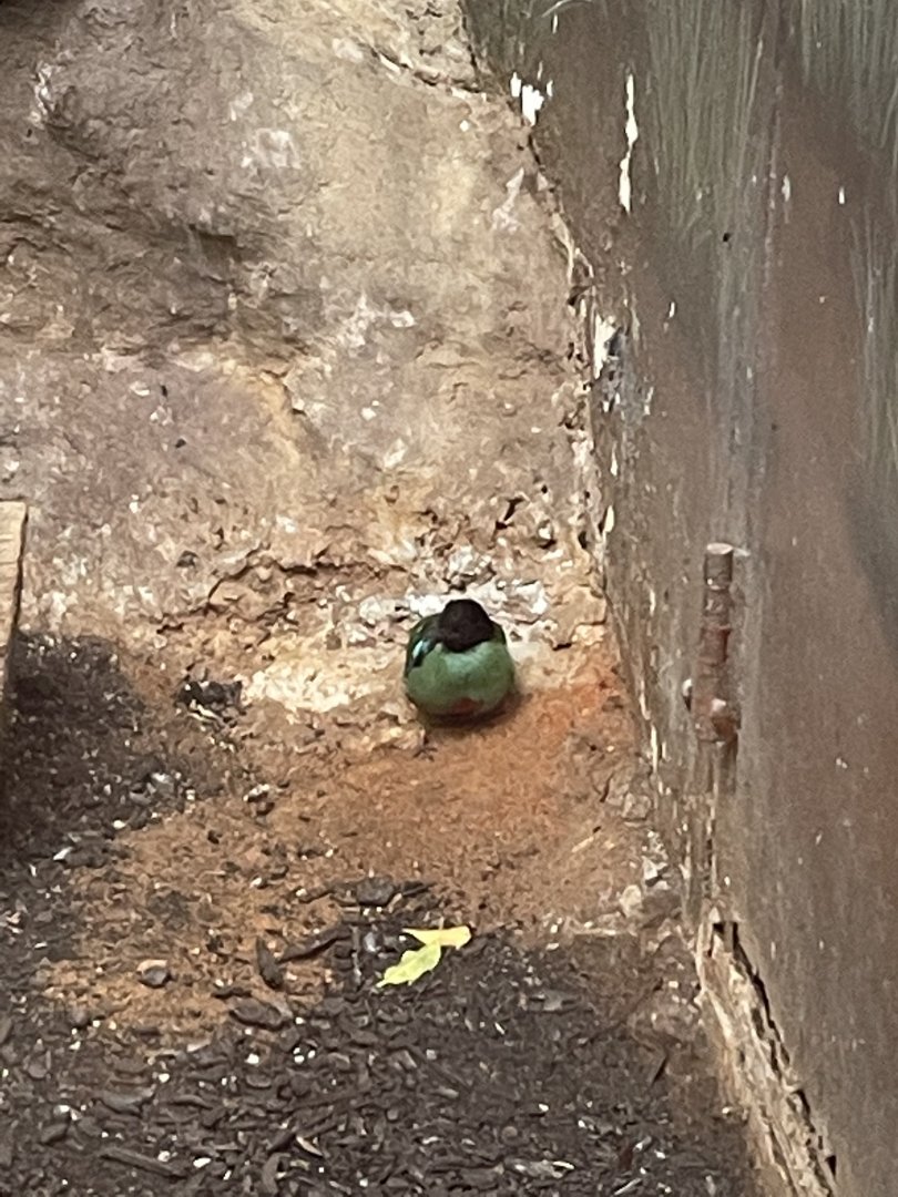 Hooded pitta (Pitta sordida)
