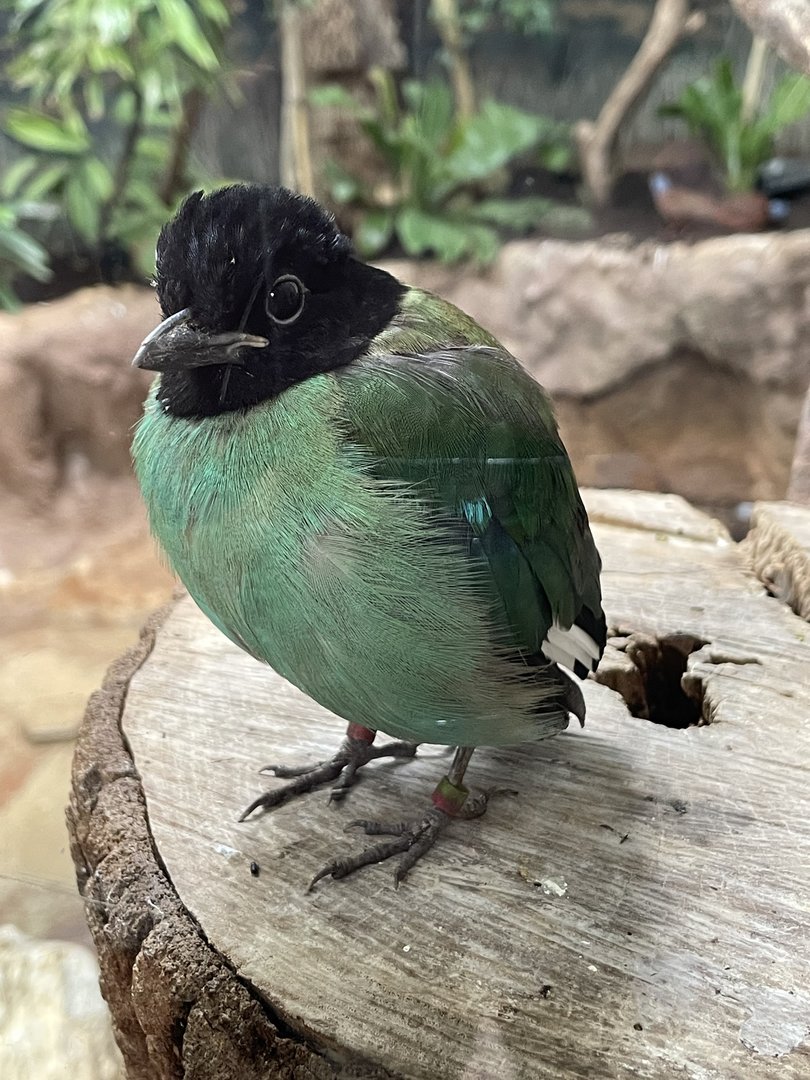 Hooded pitta (Pitta sordida)