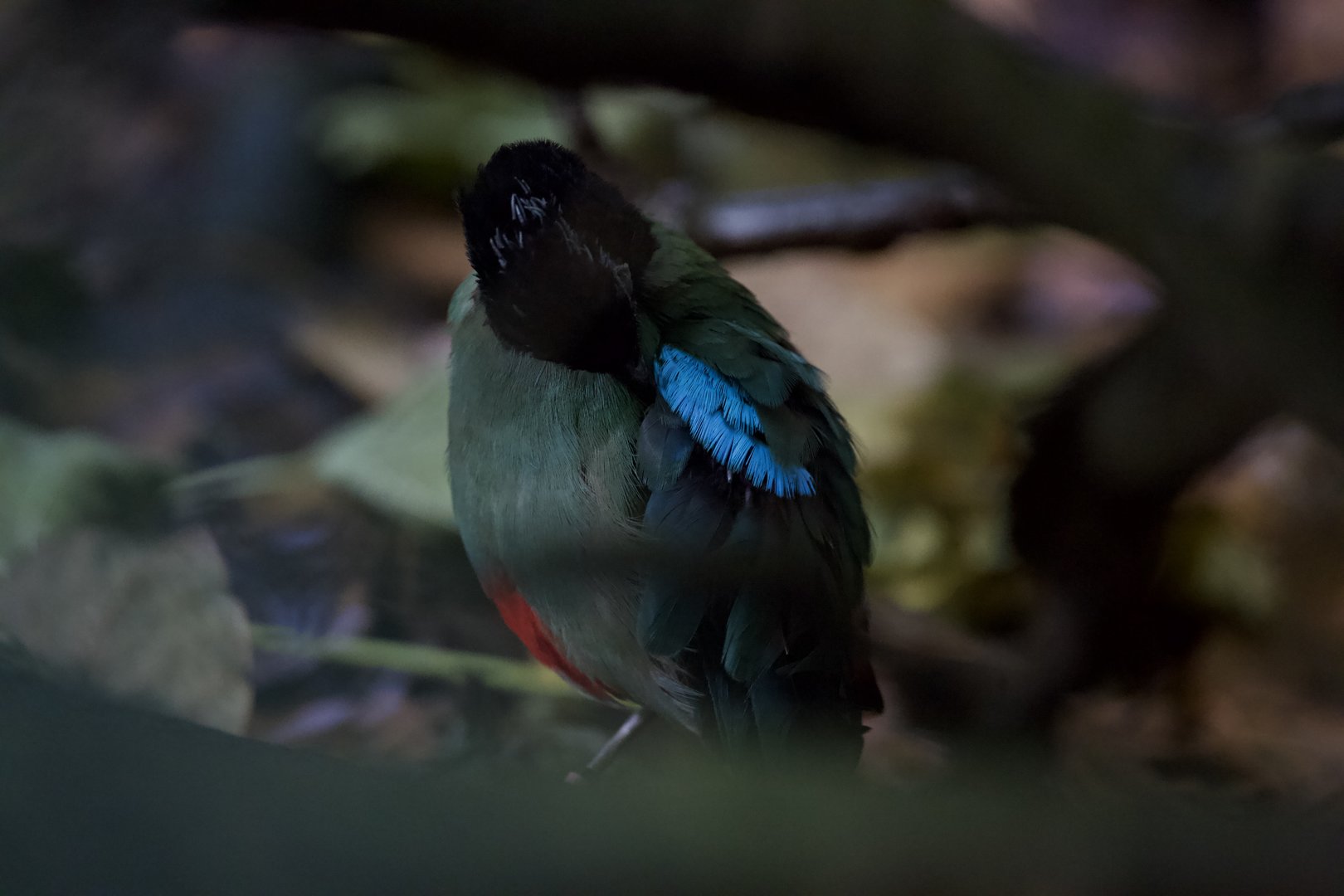 Hooded pitta/ Pitta sordida